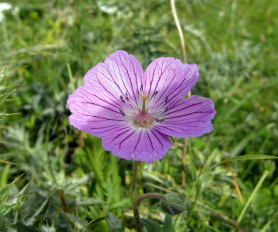 Geranium austroapenninum (=G.cinereum)